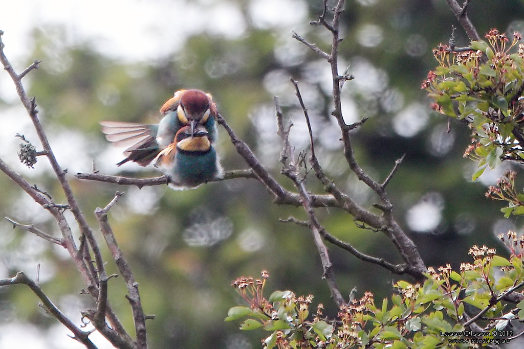 BITARE / EUROPEAN BEE-EATER (Merops apiaster)) - Stng / Close