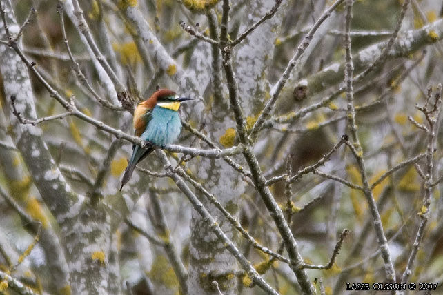 BITARE / EUROPEAN BEE-EATER (Merops apiaster)