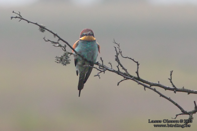 BIÄTARE / EUROPEAN BEE-EATER (Merops apiaster)