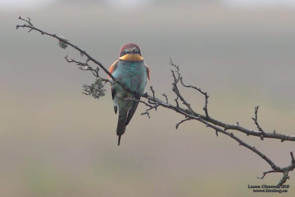 BITARE / EUROPEAN BEE-EATER (Merops apiaster)) - Stng / Close