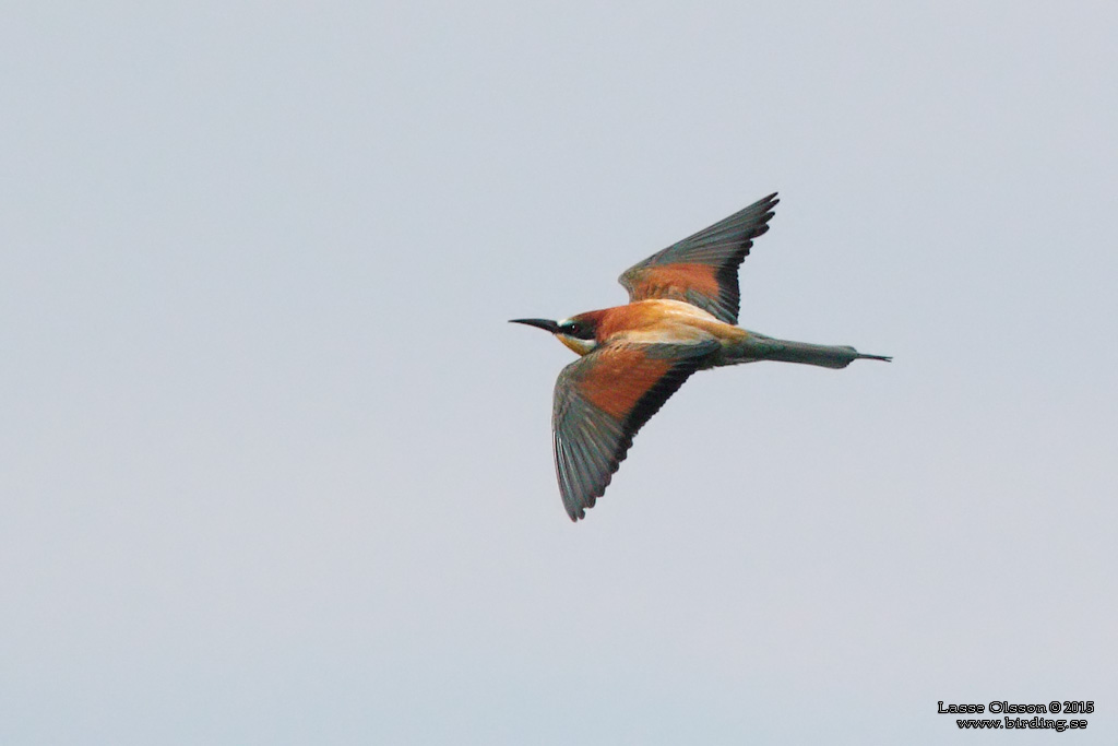 BITARE / EUROPEAN BEE-EATER (Merops apiaster)) - Stng / Close