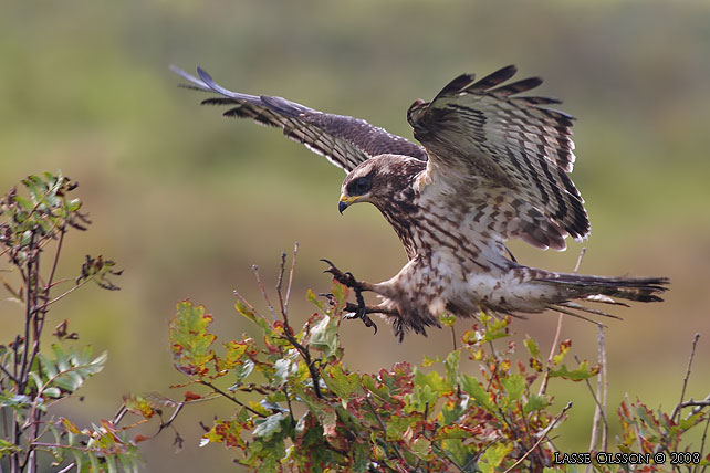 BIVRK / EUROPEAN HONEY BUZZARD (Pernis apivorus) - stor bild / full size