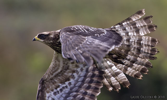 BIVRK / EUROPEAN HONEY BUZZARD (Pernis apivorus) - stor bild / full size