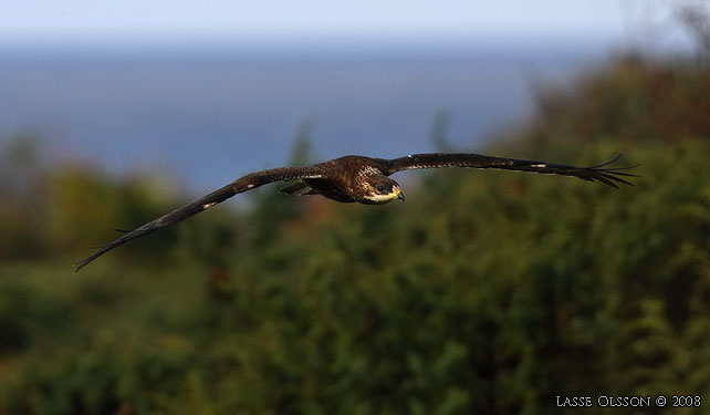 BIVRK / EUROPEAN HONEY BUZZARD (Pernis apivorus) - stor bild / full size