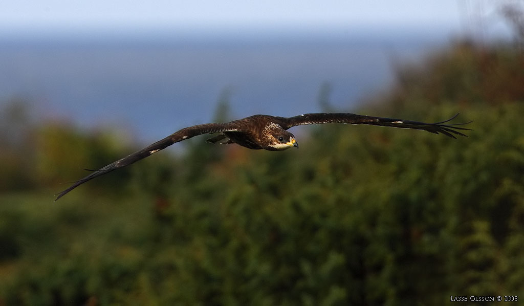 BIVRK / EUROPEAN HONEY BUZZARD (Pernis apivorus) - Stng / Close