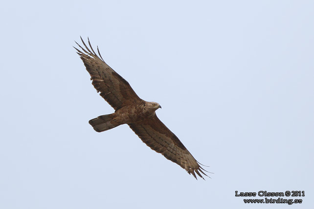 BIVRÅK / EUROPEAN HONEY BUZZARD (Pernis apivorus) - stor bild / full size