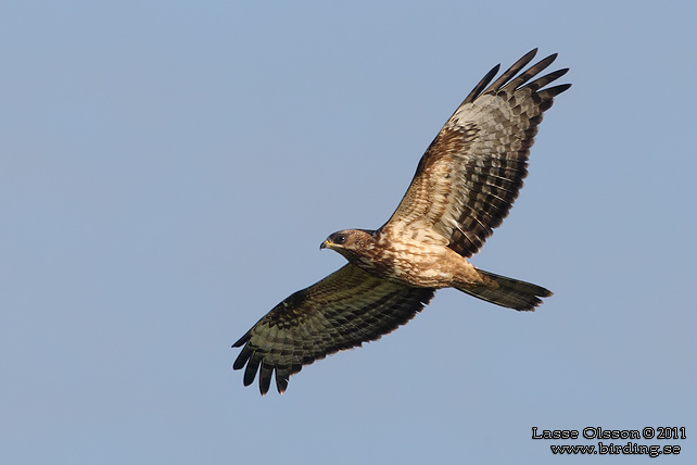 BIVRÅK / EUROPEAN HONEY BUZZARD (Pernis apivorus) - stor bild / full size