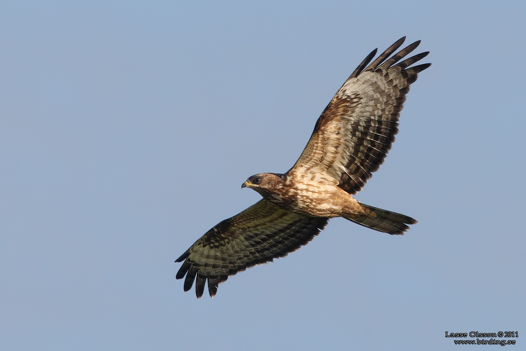 BIVRK / EUROPEAN HONEY BUZZARD (Pernis apivorus) - Stng / Close