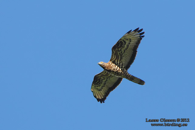 BIVRÅK / EUROPEAN HONEY BUZZARD (Pernis apivorus) - stor bild / full size