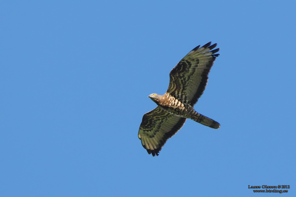 BIVRK / EUROPEAN HONEY BUZZARD (Pernis apivorus) - Stng / Close