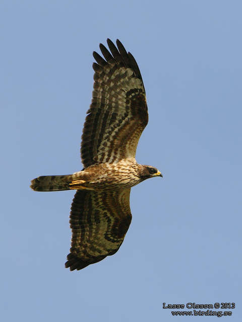 BIVRÅK / EUROPEAN HONEY BUZZARD (Pernis apivorus) - stor bild / full size