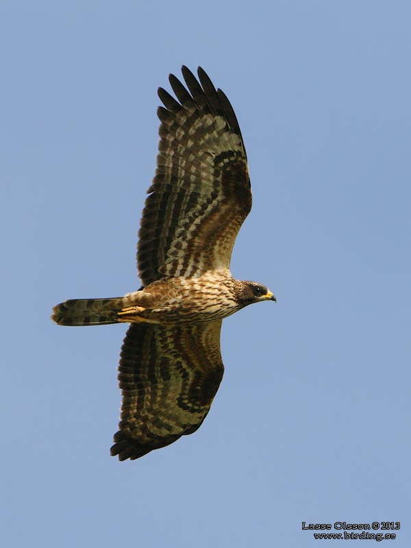 BIVRK / EUROPEAN HONEY BUZZARD (Pernis apivorus) - Stng / Close