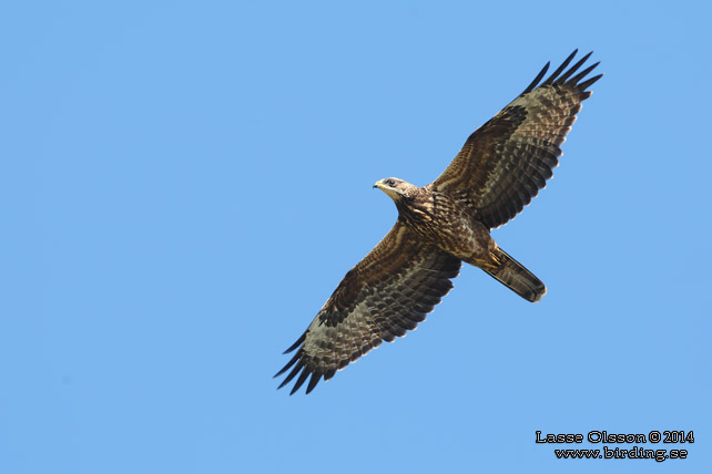 BIVRÅK / EUROPEAN HONEY BUZZARD (Pernis apivorus) - stor bild / full size