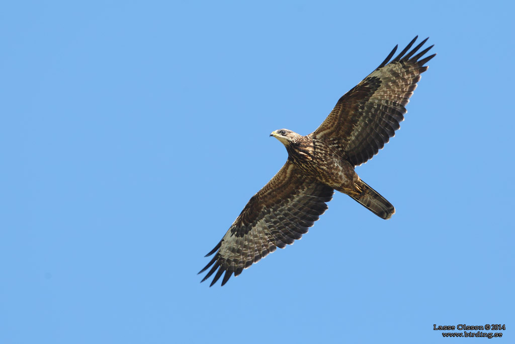 BIVRK / EUROPEAN HONEY BUZZARD (Pernis apivorus) - Stng / Close