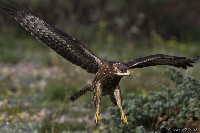 BIVRK / EUROPEAN HONEY BUZZARD (Pernis apivorus) - stor bild / full size