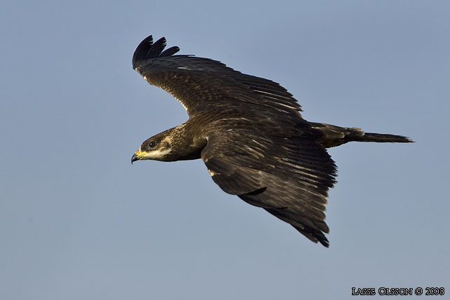 BIVRK / EUROPEAN HONEY BUZZARD (Pernis apivorus) - stor bild / full size