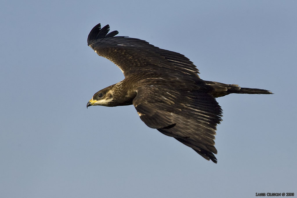 BIVRK / EUROPEAN HONEY BUZZARD (Pernis apivorus) - Stng / Close