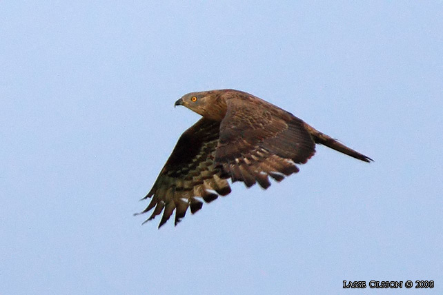 BIVRK / EUROPEAN HONEY BUZZARD (Pernis apivorus)