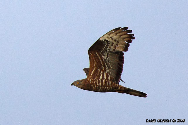 BIVRK / EUROPEAN HONEY BUZZARD (Pernis apivorus)