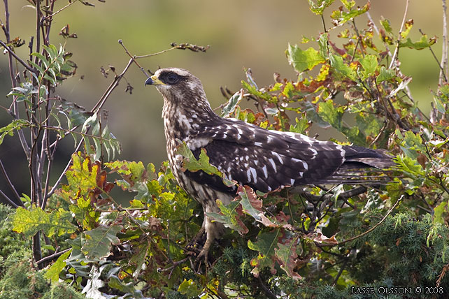 BIVRK / EUROPEAN HONEY BUZZARD (Pernis apivorus) - stor bild / full size