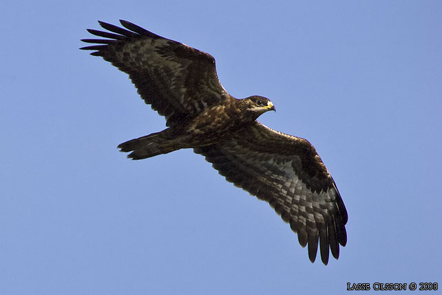 BIVRK / EUROPEAN HONEY BUZZARD (Pernis apivorus) - stor bild / full size