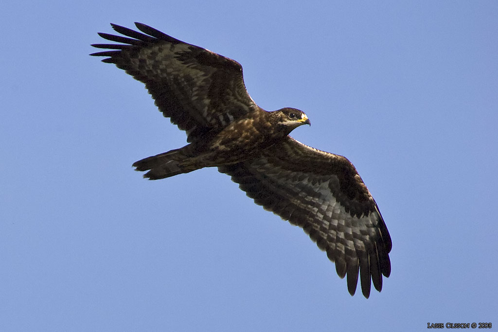 BIVRK / EUROPEAN HONEY BUZZARD (Pernis apivorus) - Stng / Close