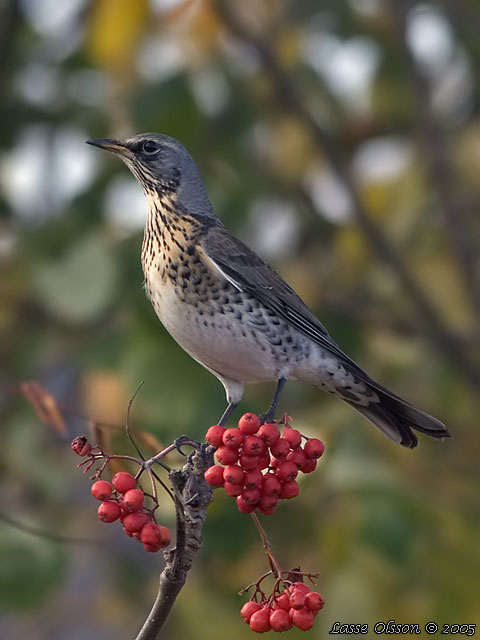 BJRKTRAST / FIELDFARE (Turdus pilaris)