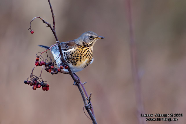 BJRKTRAST / FIELDFARE (Turdus pilaris) - stor bild / full size