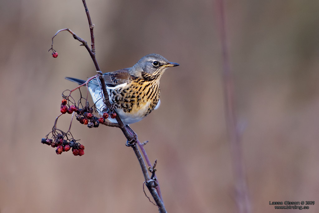 BJRKTRAST / FIELDFARE (Turdus pilaris) - Stng / Close