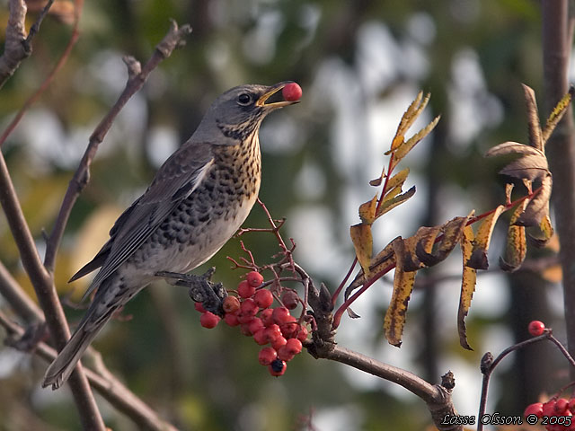 BJRKTRAST / FIELDFARE (Turdus pilaris)