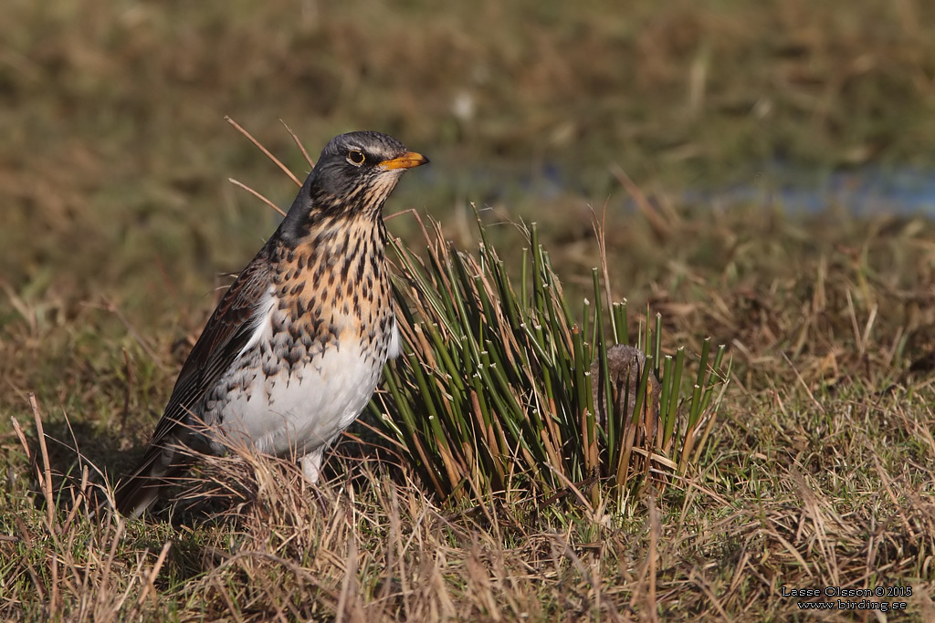 BJRKTRAST / FIELDFARE (Turdus pilaris) - Stng / Close