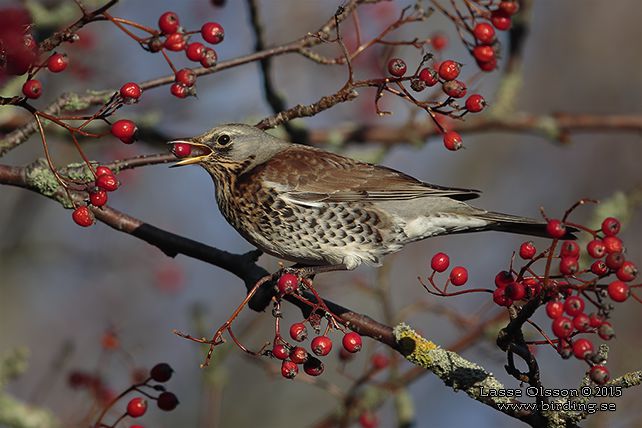 BJÖRKTRAST / FIELDFARE (Turdus pilaris) - stor bild / full size