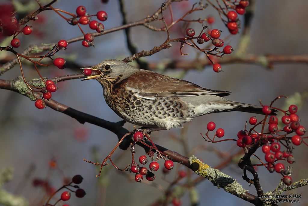 BJRKTRAST / FIELDFARE (Turdus pilaris) - Stng / Close