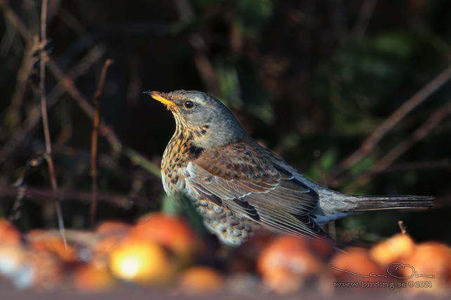 BJÖRKTRAST / FIELDFARE (Turdus pilaris) - stor bild / full size