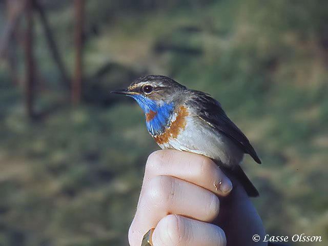 BLHAKE / BLUEHROAT (Luscinia suecia)