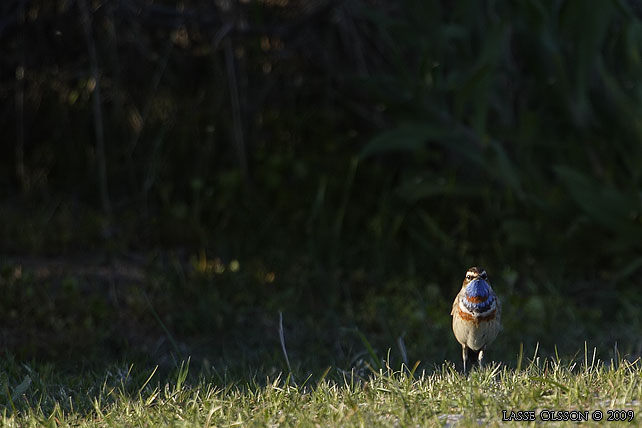 BLHAKE / BLUEHROAT (Luscinia suecia) - stor bild / full size