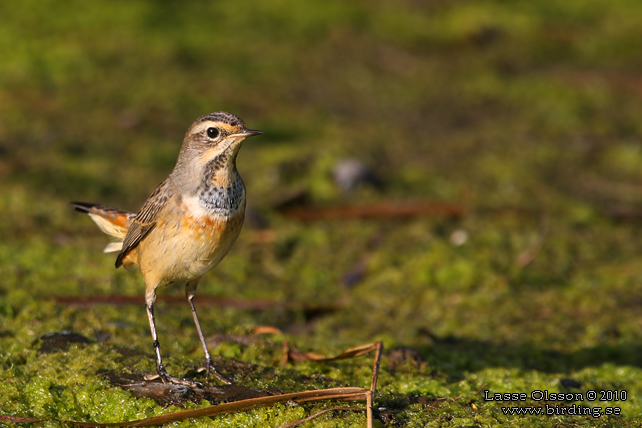 BLHAKE / BLUEHROAT (Luscinia suecia) - stor bild / full size