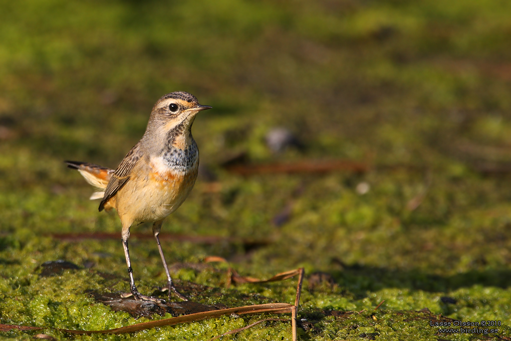 BLHAKE / BLUEHROAT (Luscinia suecia) - Stng / Close