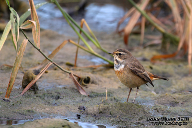 BLHAKE / BLUEHROAT (Luscinia suecia) - stor bild / full size