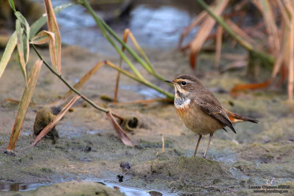 BLHAKE / BLUEHROAT (Luscinia suecia) - Stng / Close