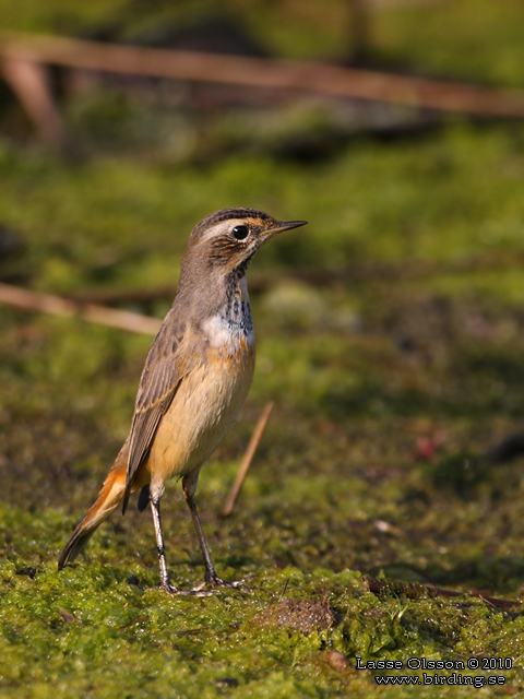 BLHAKE / BLUEHROAT (Luscinia suecia) - stor bild / full size