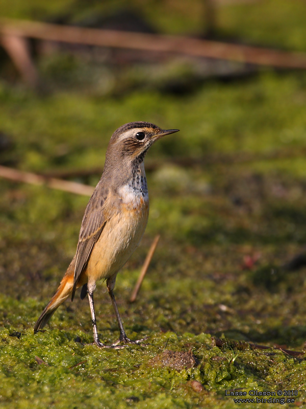 BLHAKE / BLUEHROAT (Luscinia suecia) - Stng / Close