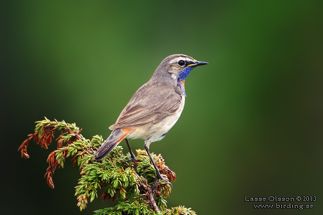 BLÅHAKE / BLUEHROAT (Luscinia suecia) - stor bild / full size