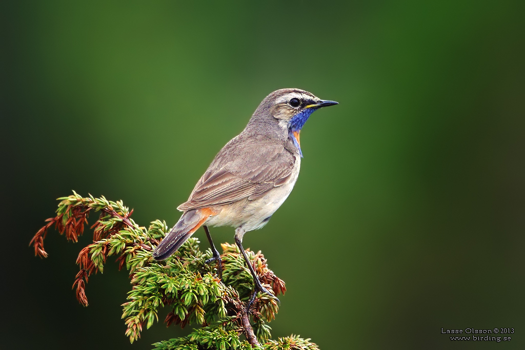 BLHAKE / BLUEHROAT (Luscinia suecia) - Stng / Close