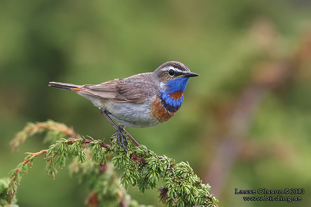 BLÅHAKE / BLUEHROAT (Luscinia suecia) - stor bild / full size