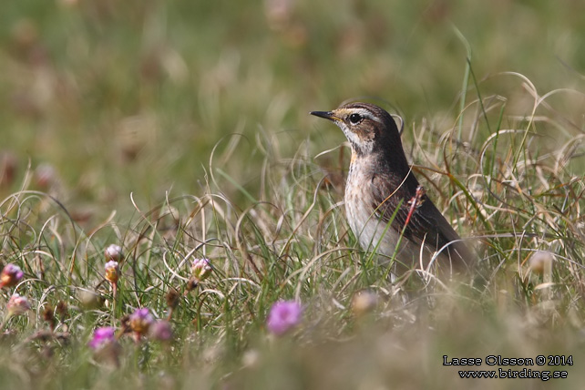 BLÅHAKE / BLUEHROAT (Luscinia suecia) - stor bild / full size