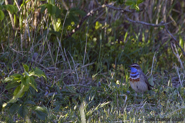 BLHAKE / BLUEHROAT (Luscinia suecia) - stor bild / full size