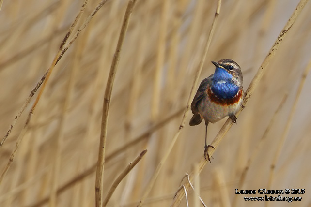 BLÅHAKE / BLUEHROAT (Luscinia suecia) - stor bild / full size