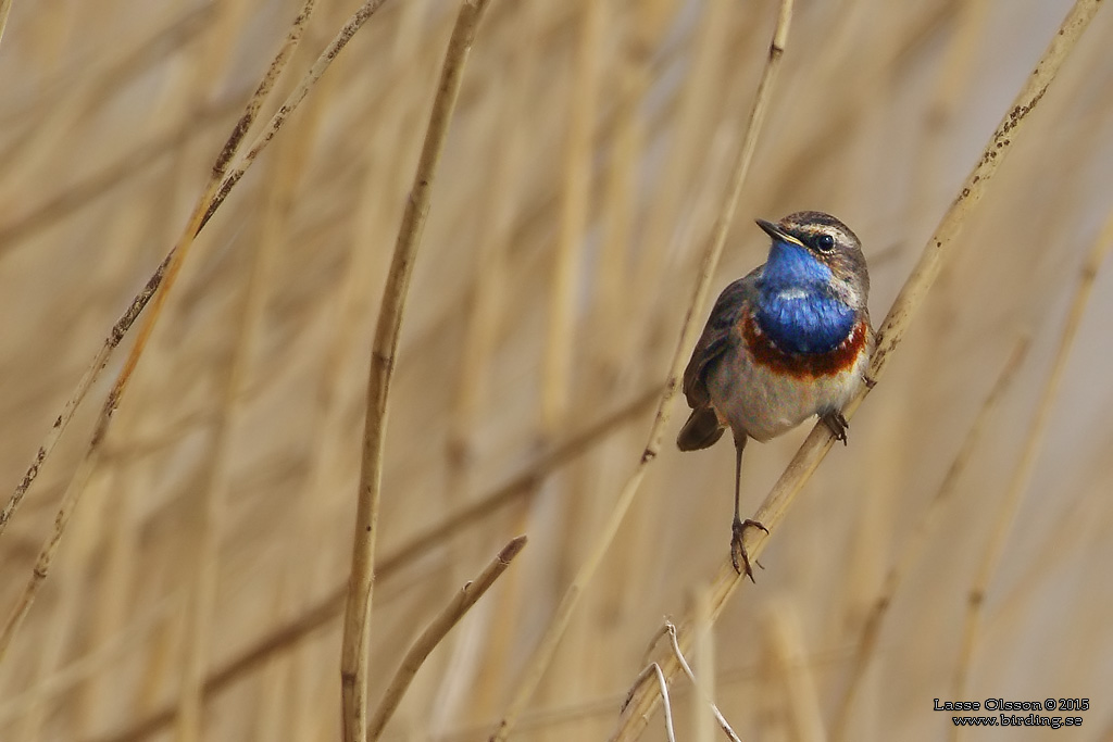 BLHAKE / BLUEHROAT (Luscinia suecia) - Stng / Close