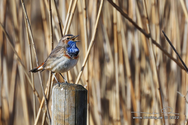 BLÅHAKE / BLUEHROAT (Luscinia suecia) - stor bild / full size